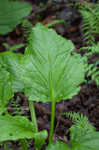 Skunk cabbage